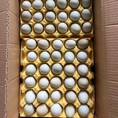 农家散养土鸡蛋 粮食喂养土鸡鲜鸡蛋白壳红壳 当日现捡整箱批发图5