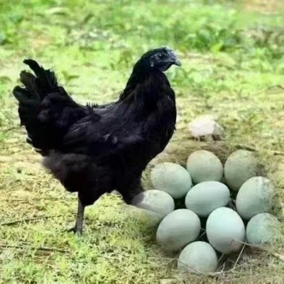 打码绿壳乌鸡蛋批发农家林间散养虫草五谷鸡蛋 产地直发免费喷码图4