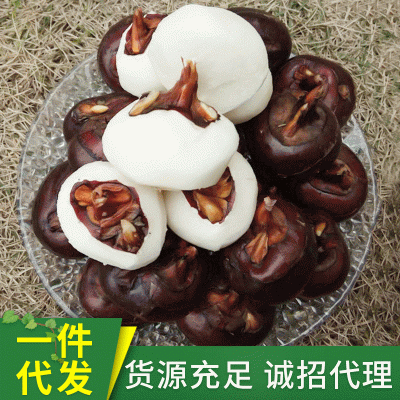山那边农庄自家种植广西荔浦新鲜大马蹄 鲜甜多汁荸荠一件代发图2