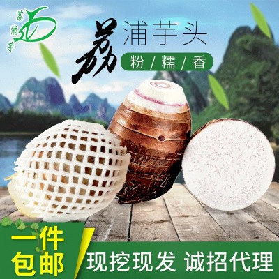 大芋头新鲜采摘荔浦芋头 真空包装芋头片芋头丁芋头条产地 直发图2