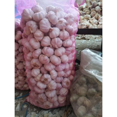 供应出口红蒜，出口普白蒜，出口新蒜，出口泰国大蒜，出口紫皮蒜图2