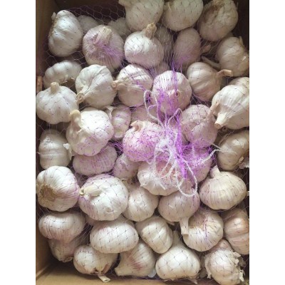 供应出口红蒜，出口普白蒜，出口新蒜，出口泰国大蒜，出口紫皮蒜图5