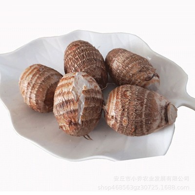 小芋头现挖新鲜山东毛芋头香芋农家自种奶芋3斤5斤装一件代发图5