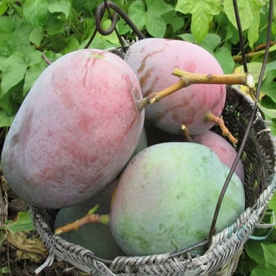 攀枝花凯特芒果3/5/9斤一件代发应季热带新鲜水果四川送礼大芒果图3