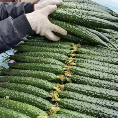 新鲜密刺黄瓜现摘现发山东蔬菜生吃清脆水果绿青瓜3斤五斤装批发图3