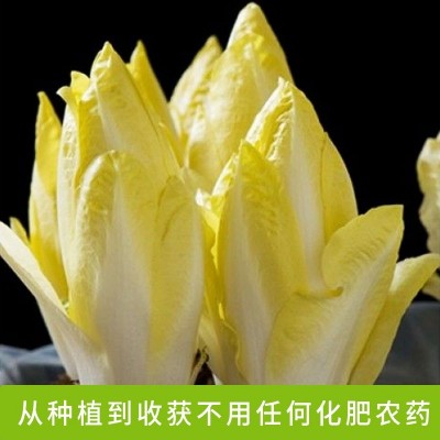 金玉兰菜新鲜芽球软化菊苣凉菜沙拉酒店特采配菜生吃即食蔬菜顺丰图2