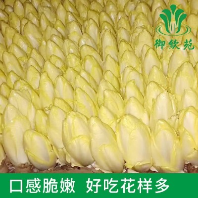 金玉兰菜新鲜芽球软化菊苣凉菜沙拉酒店特采配菜生吃即食蔬菜顺丰图3