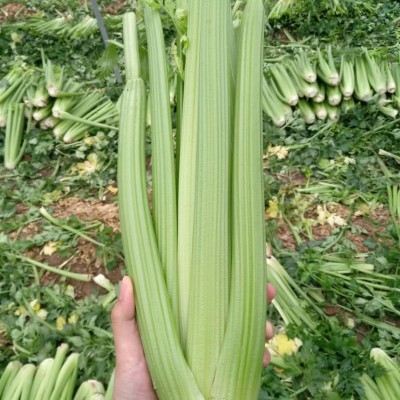 榨汁西芹新鲜大棵半叶西洋芹菜绿色蔬菜嫩心青菜香芹加冰现摘顺丰图3