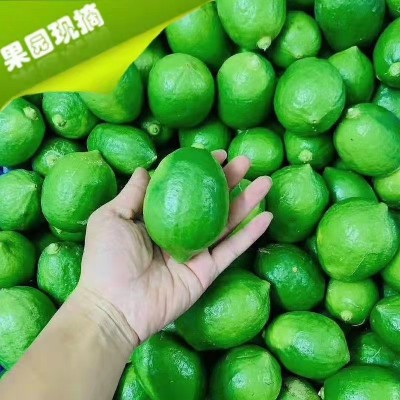 【发顺丰】广东香水柠檬大果 青柠檬 香水柠檬 无籽青柠 果园直发图1