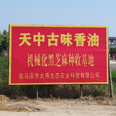 生黑芝麻500g新鲜河南驻马店本地黑芝麻无沙免洗颗粒饱满商家两用图1