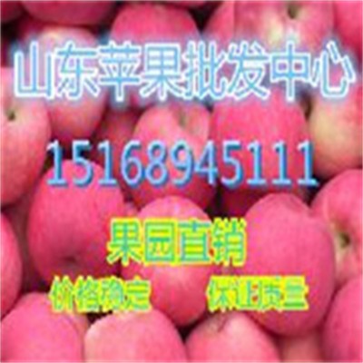 山东红富士苹果批发 苹果批发基地图4