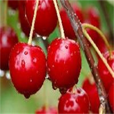 山东大樱桃 红灯樱桃格 樱桃格图3