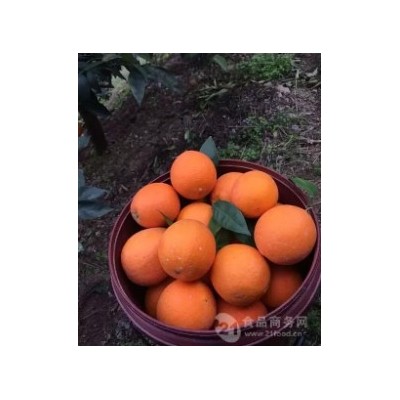 奉节脐橙产业园图4