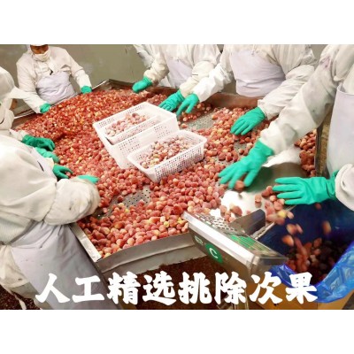 产地直供速冻芒果切条冷冻芒果象牙芒新鲜芒果茶饮原料现货批发图5