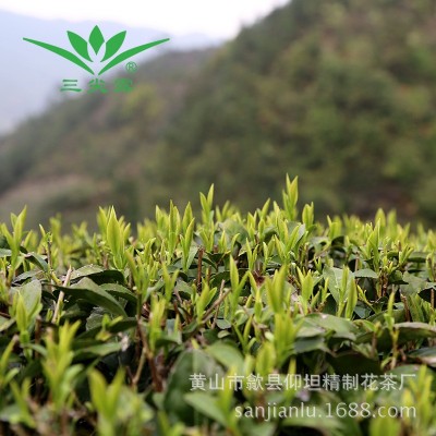 黄山毛峰新茶明前开采雀舌绿茶叶散装礼盒包装批发图4