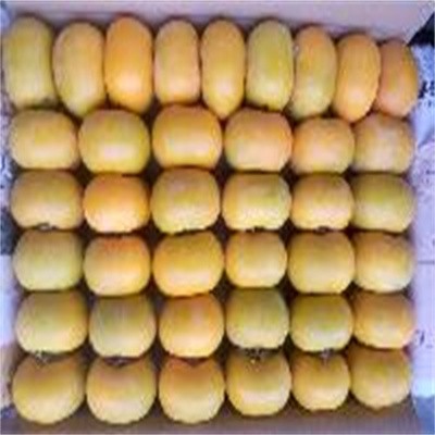 恭城脆柿，红柿图5