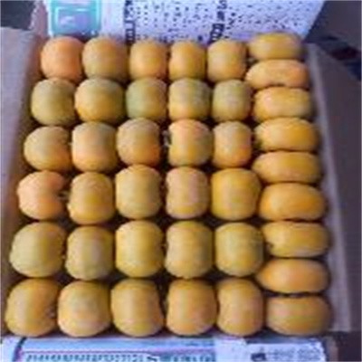 恭城瑶山脆柿 瑶山大红柿图3