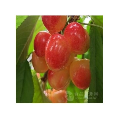 黄果樱桃树苗价格 樱桃品种鲁樱5号 晚熟新品种 樱桃产量图2