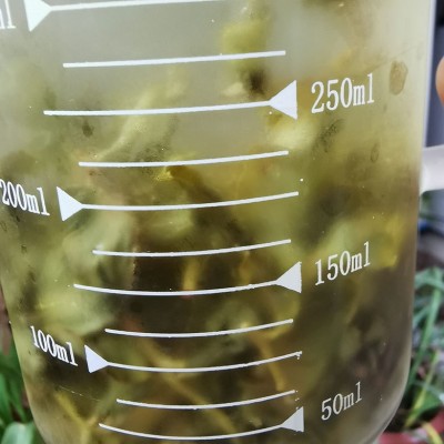 新茶日式白桃乌龙茶蜜桃乌龙台湾乌龙茶高山冷泡茶奶茶店原料图4
