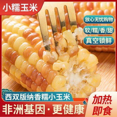 批发云南西双版纳香糯小玉米真空装新鲜即食花糯黏玉米棒早餐粗粮图4