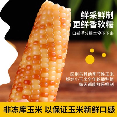 滇品客西双版纳小花糯玉米即食小玉米云南特产早餐代餐批发图3