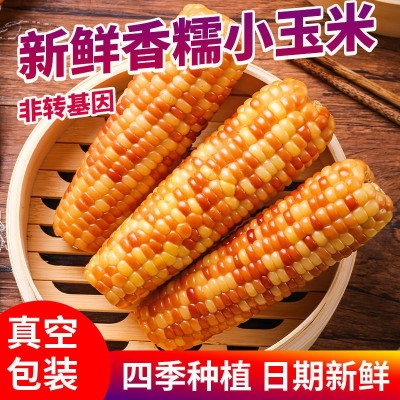 滇品客西双版纳小花糯玉米即食小玉米云南特产早餐代餐批发图2