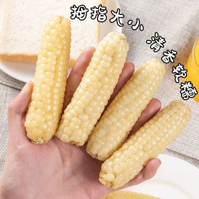 云南西双版纳拇指玉米新鲜甜香白糯迷你宝宝手指玉米早餐代餐图3
