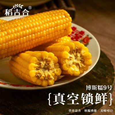 东北黄糯玉米博斯糯9号软糯香甜真空包装原产地直采厂家批发图4