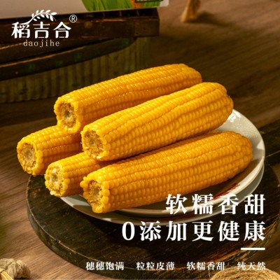东北黄糯玉米博斯糯9号软糯香甜真空包装原产地直采厂家批发图2