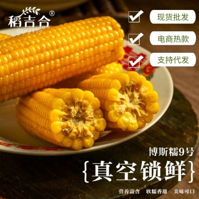 东北黏玉米新鲜软糯香甜真空包装原产地直采厂家批发图2