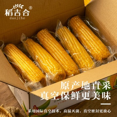 东北黄糯玉米220-240g14cm软糯香甜真空包装原产地直采厂家批发图4