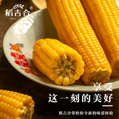 东北黄糯玉米220-240g14cm软糯香甜真空包装原产地直采厂家批发图2