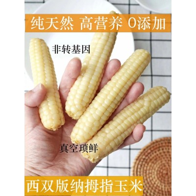 云南西双版纳拇指小玉米真空锁鲜源头工厂直发图2