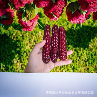 云南西双版纳紫色拇指小玉米 软糯香甜厂家批发图2