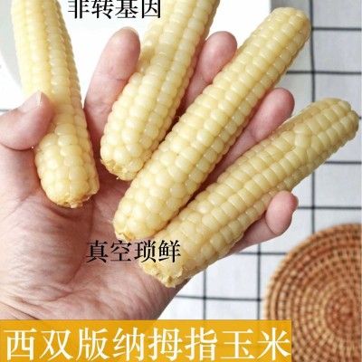 源头工厂直发云南西双版纳拇指小玉米真空锁鲜图2