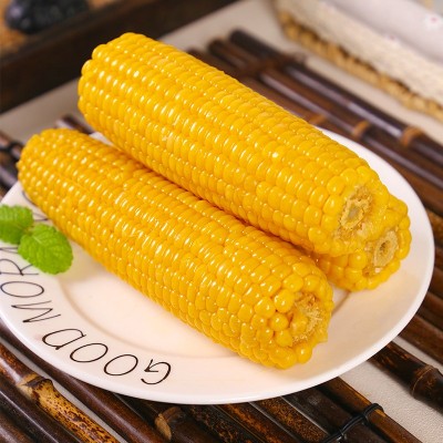 黄糯玉米8支装生态甜糯玉米真空包装代餐食品苞米代发包邮图3