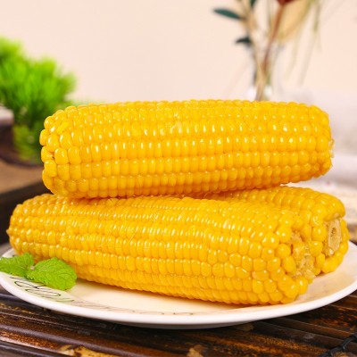 黄糯玉米8支装生态甜糯玉米真空包装代餐食品苞米代发包邮图2