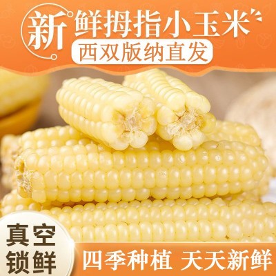 云南西双版纳拇指玉米新鲜真空手指小玉米迷你现摘甜白香糯宝宝餐图2