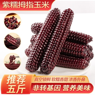 云南西双版纳拇指小玉米香甜软糯鲜真空包装白糯玉米即食代餐粗粮图2