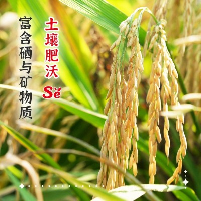 陇间柒月富有机硒硒大米10斤厂家批发5kg扶贫产品柒月富硒大米5斤图3