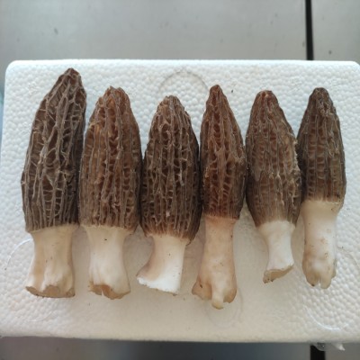 厂家直供湖南新鲜羊肚菜 湘蕈鲜羊肚菌1kg批发图2