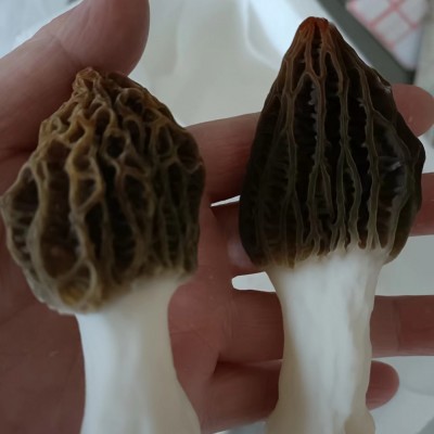 厂家直供湖南新鲜羊肚菜 湘蕈鲜羊肚菌1kg批发图3