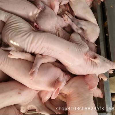 现杀精品猪整只新鲜乳猪冰鲜小乳猪脆皮烤乳猪小香猪小猪仔酒店宴图2