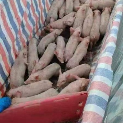 现杀精品猪整只新鲜乳猪冰鲜小乳猪脆皮烤乳猪小香猪小猪仔酒店宴图5