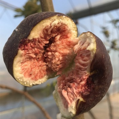 无花果树苗南北方种植盆栽地栽波姬红紫果庭院阳台当年结果树苗图5