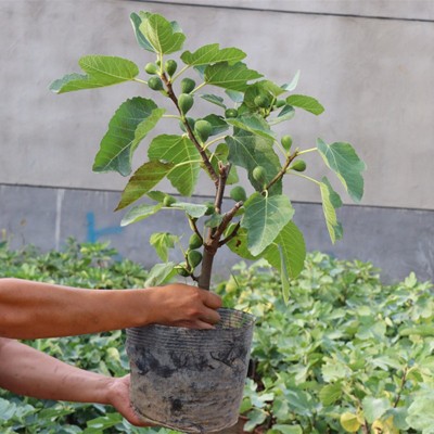 无花果树苗南北方种植盆栽地栽波姬红紫果庭院阳台当年结果树苗图3
