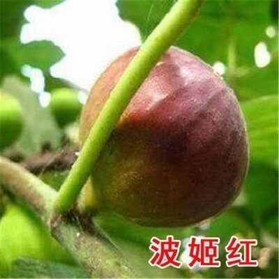 无花果树苗南北方种植盆栽地栽波姬红紫果庭院阳台当年结果树苗图2