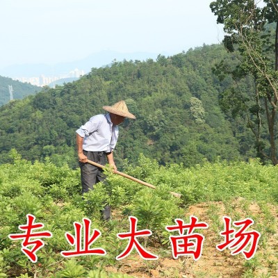 东魁杨梅苗果树苗 正宗嫁接杨梅树苗 特大早熟南北方种植当年结果图2