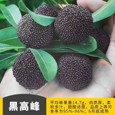东魁杨梅苗果树苗 正宗嫁接杨梅树苗 特大早熟南北方种植当年结果图5