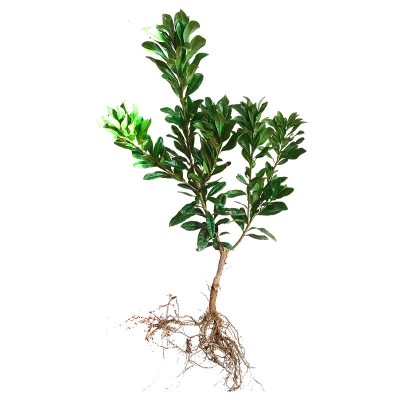 东魁杨梅苗果树苗 正宗嫁接杨梅树苗 特大早熟南北方种植当年结果图3